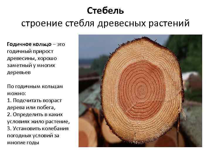 Стебель строение стебля древесных растений Годичное кольцо – это годичный прирост древесины, хорошо заметный