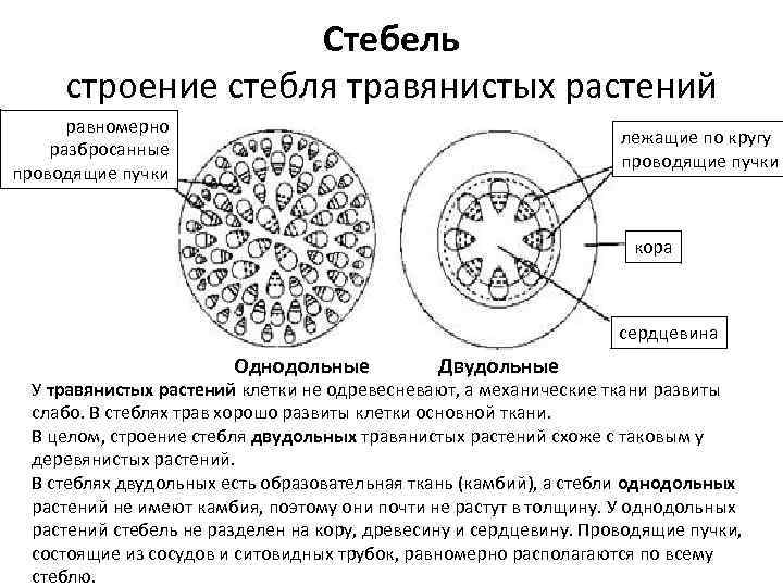 Стебель строение стебля травянистых растений равномерно разбросанные проводящие пучки лежащие по кругу проводящие пучки