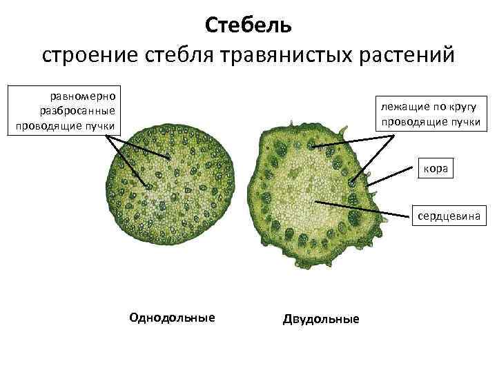 Стебель строение стебля травянистых растений равномерно разбросанные проводящие пучки лежащие по кругу проводящие пучки