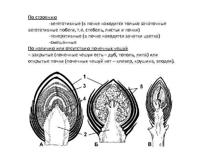 По строению -вегетативные (в почке находятся только зачаточные вегетативные побеги, т. е. стебель, листья