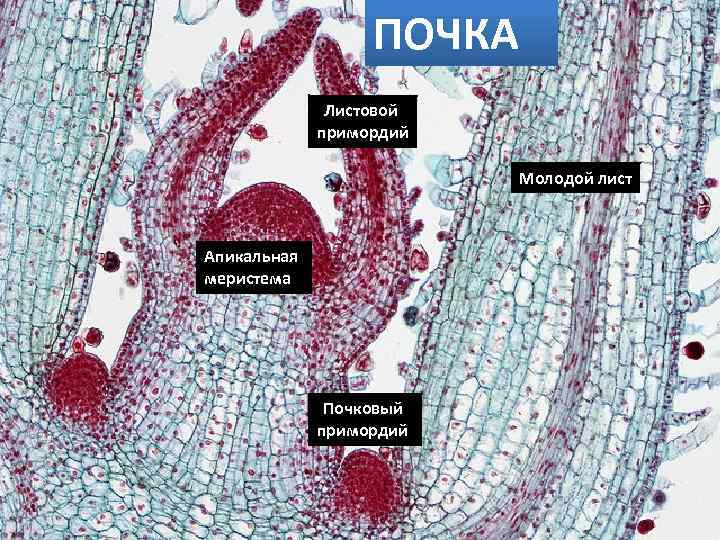 ПОЧКА Листовой примордий Молодой лист Апикальная меристема Почковый примордий 