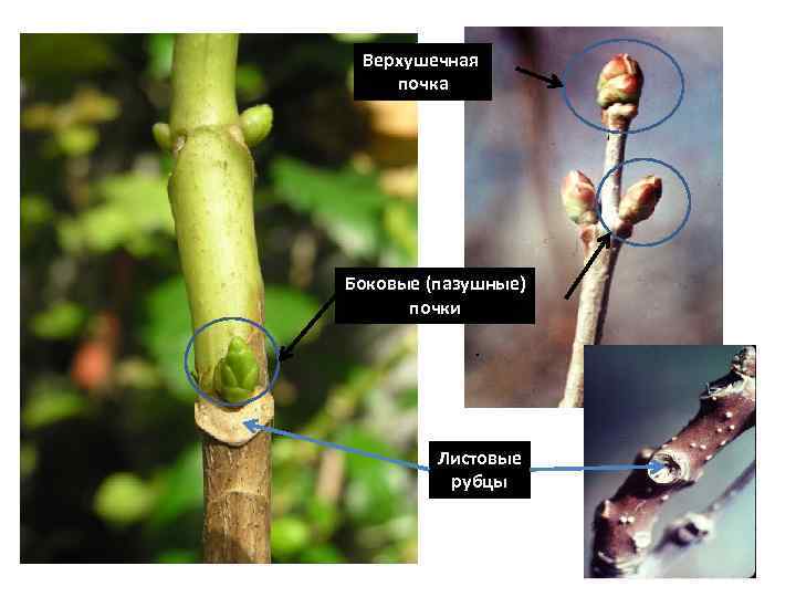 Верхушечная почка Боковые (пазушные) почки Листовые рубцы 