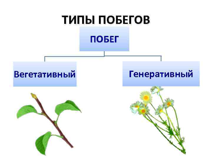 Тело высших растений состоит