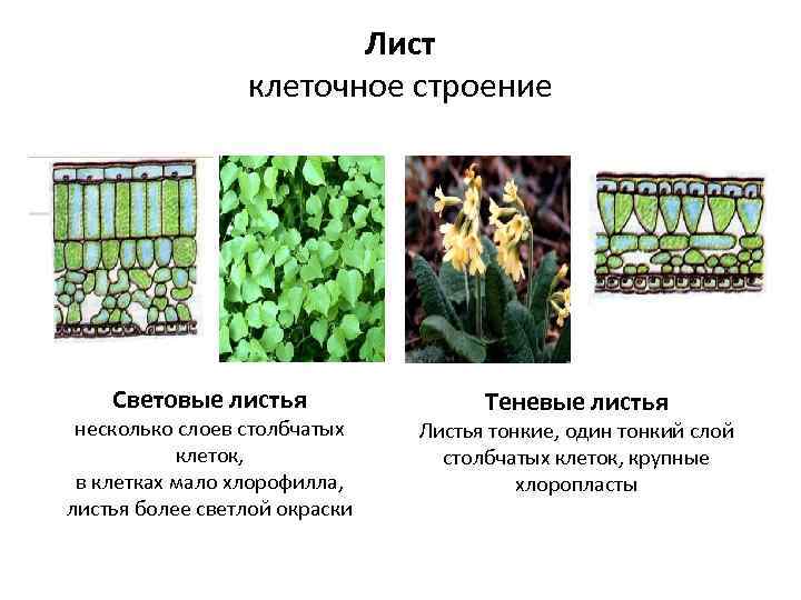 Выбери структуры характерные только для растительной