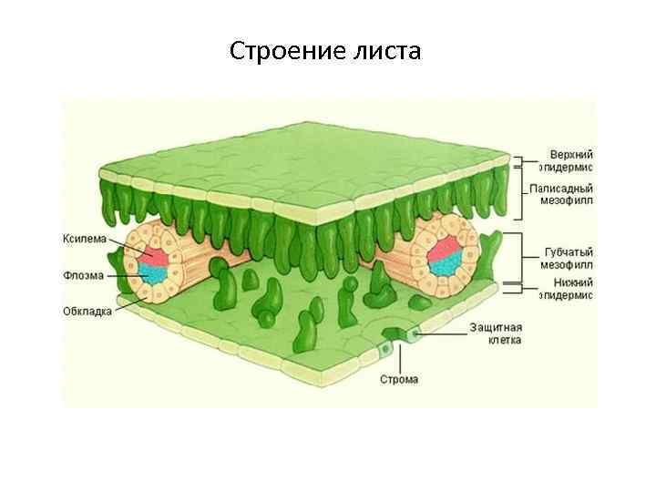 Строение листа 