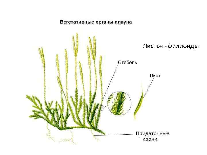 Листья - филлоиды 