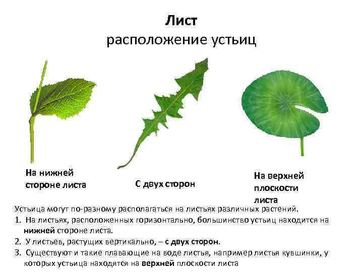 Лист расположение устьиц На нижней стороне листа С двух сторон На верхней плоскости листа