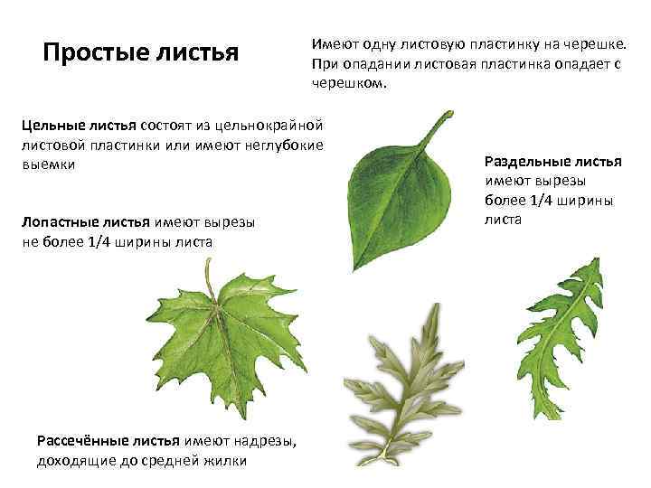 По какому признаку отбирают простые листья