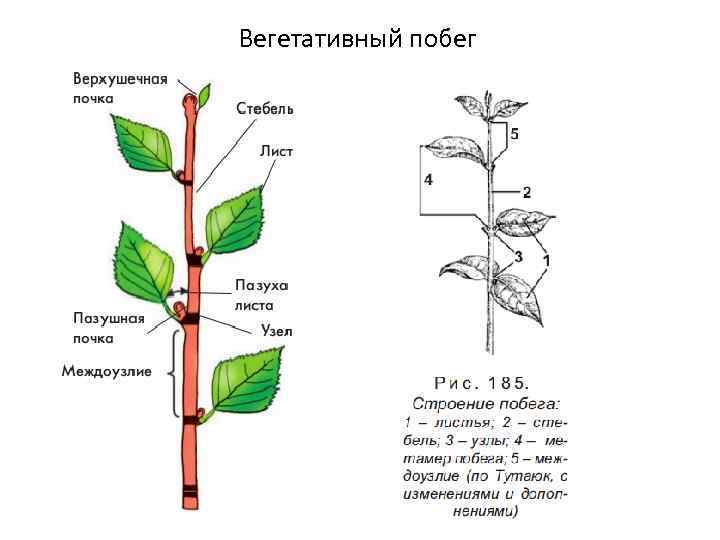 Вегетативный побег 