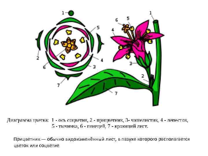 Прицветник — обычно видоизменённый лист, в пазухе которого располагается цветок или соцветие 