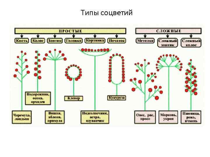 Типы соцветий 