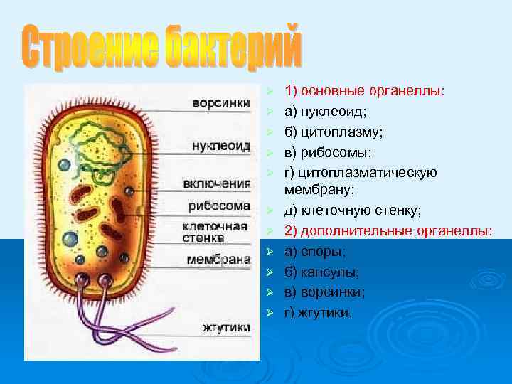 Ø Ø Ø 1) основные органеллы: а) нуклеоид; б) цитоплазму; в) рибосомы; г) цитоплазматическую