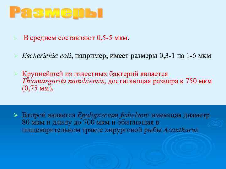 Ø В среднем составляют 0, 5 -5 мкм. Ø Escherichia coli, например, имеет размеры