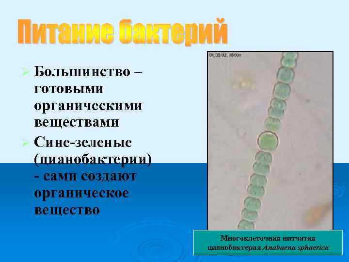 Ø Большинство – готовыми органическими веществами Ø Сине-зеленые (цианобактерии) - сами создают органическое вещество