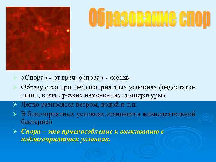 Ø Ø Ø «Спора» - от греч. «спора» - «семя» Образуются при неблагоприятных условиях