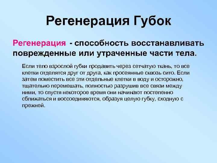 Регенерация Губок Если тело взрослой губки продавить через сетчатую ткань, то все клетки отделятся