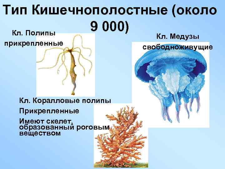 Тип Кишечнополостные (около 9 000) Кл. Полипы прикрепленные Кл. Коралловые полипы Прикрепленные Имеют скелет,