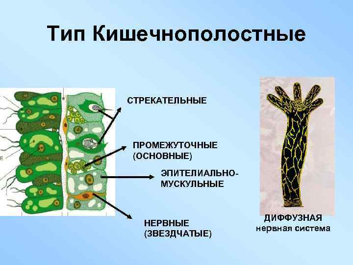 Тип Кишечнополостные СТРЕКАТЕЛЬНЫЕ ПРОМЕЖУТОЧНЫЕ (ОСНОВНЫЕ) ЭПИТЕЛИАЛЬНОМУСКУЛЬНЫЕ НЕРВНЫЕ (ЗВЕЗДЧАТЫЕ) ДИФФУЗНАЯ нервная система 