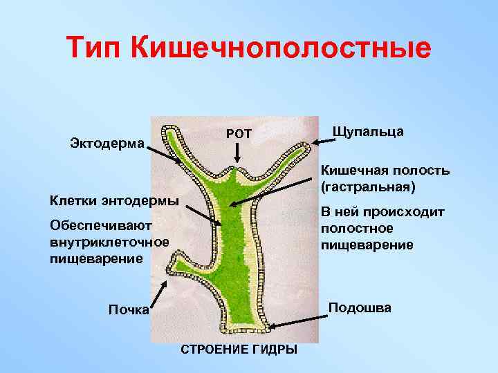 Тип Кишечнополостные Эктодерма РОТ Щупальца Кишечная полость (гастральная) Клетки энтодермы В ней происходит полостное