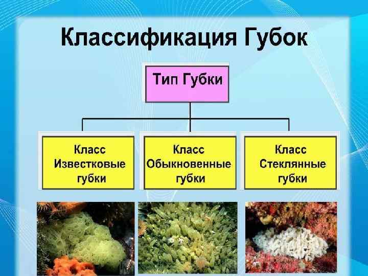 Тип Губки По какому принципу губок разделяют на три класса: 1. Кл. Известковые губки