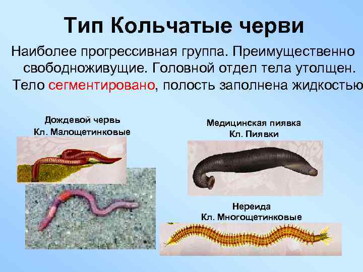 Тип Кольчатые черви Наиболее прогрессивная группа. Преимущественно свободноживущие. Головной отдел тела утолщен. Тело сегментировано,