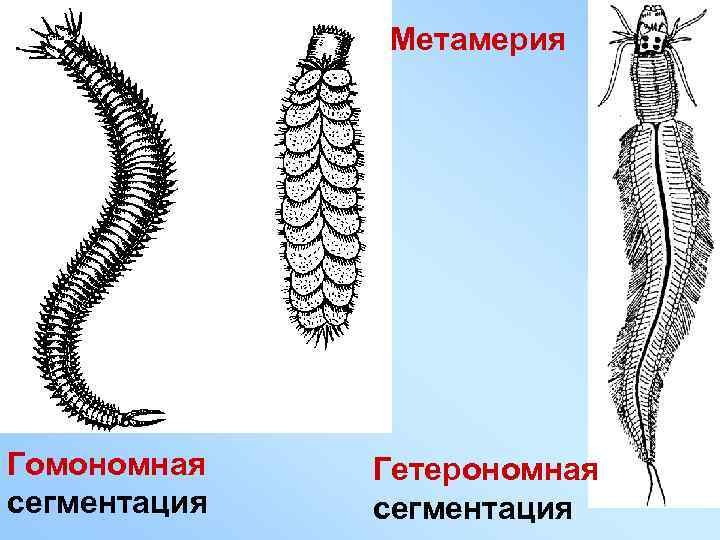 Метамерия Гомономная сегментация Гетерономная сегментация 