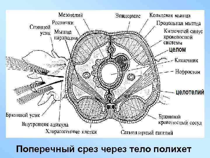 Поперечный срез через тело полихет 