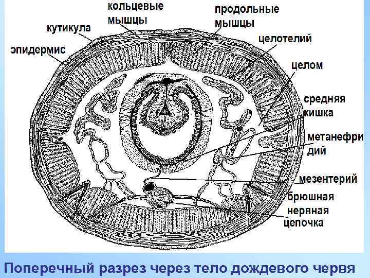 Поперечный разрез через тело дождевого червя 