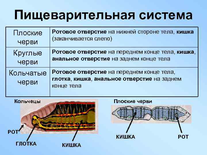 Пищеварительная система Плоские черви Круглые черви Кольчатые черви Ротовое отверстие на нижней стороне тела,