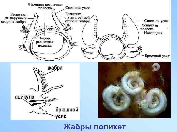 Жабры полихет 