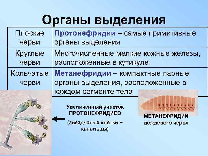 Органы выделения Плоские черви Круглые черви Кольчатые черви Протонефридии – самые примитивные органы выделения