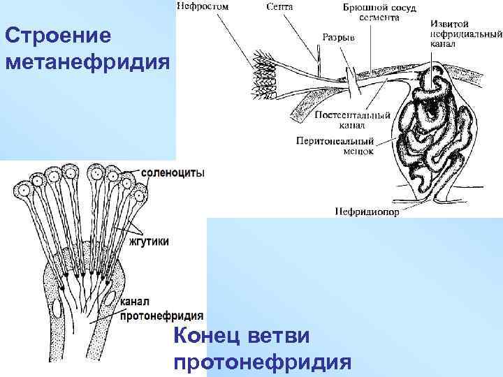 Строение метанефридия Конец ветви протонефридия 