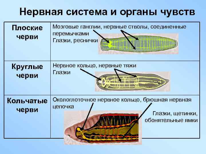 Нервная система и органы чувств Плоские черви Мозговые ганглии, нервные стволы, соединенные перемычками Глазки,