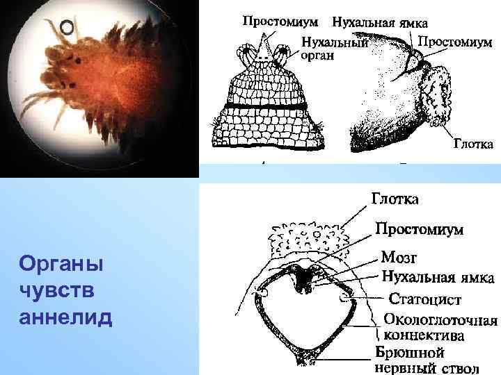 Органы чувств аннелид 