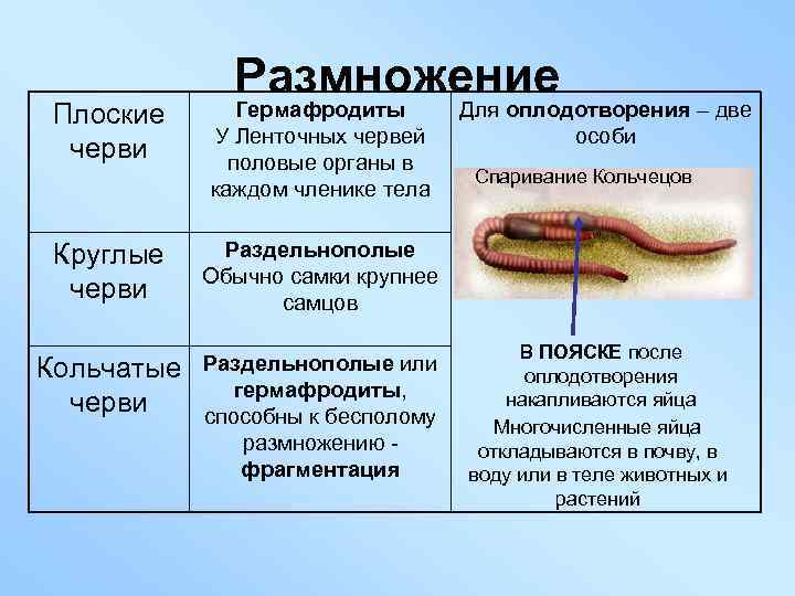 Плоские черви Размножение Гермафродиты У Ленточных червей половые органы в каждом членике тела Круглые