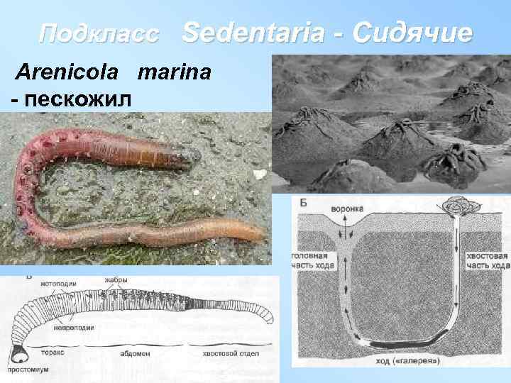 Подкласс Sedentaria - Сидячие Arenicola marina - пескожил 