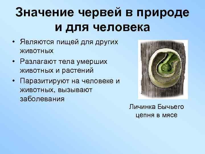 Значение червей в природе и для человека • Являются пищей для других животных •