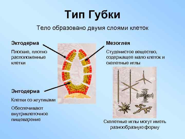 Тип Губки Тело образовано двумя слоями клеток Эктодерма Мезоглея Плоские, плотно расположенные клетки Студенистое