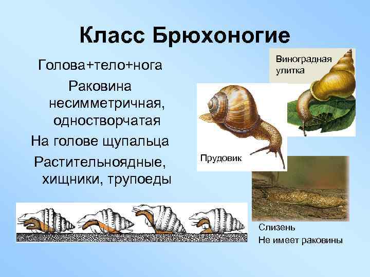 Класс Брюхоногие Голова+тело+нога Раковина несимметричная, одностворчатая На голове щупальца Растительноядные, хищники, трупоеды Виноградная улитка