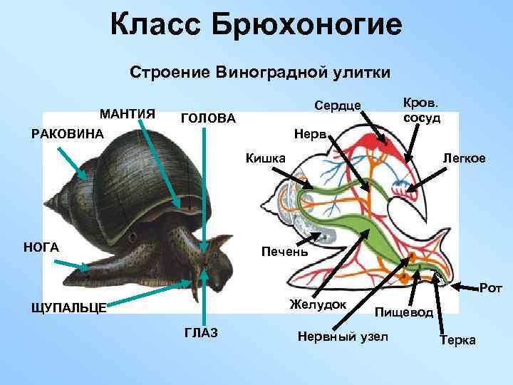 Класс Брюхоногие Строение Виноградной улитки МАНТИЯ Кров. сосуд Сердце ГОЛОВА РАКОВИНА Нерв Кишка НОГА