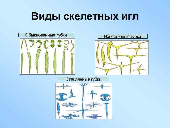 Виды скелетных игл Обыкновенные губки Стеклянные губки Известковые губки 