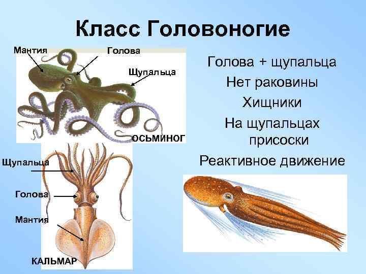 Класс Головоногие Мантия Голова Щупальца ОСЬМИНОГ Щупальца Голова Мантия КАЛЬМАР Голова + щупальца Нет