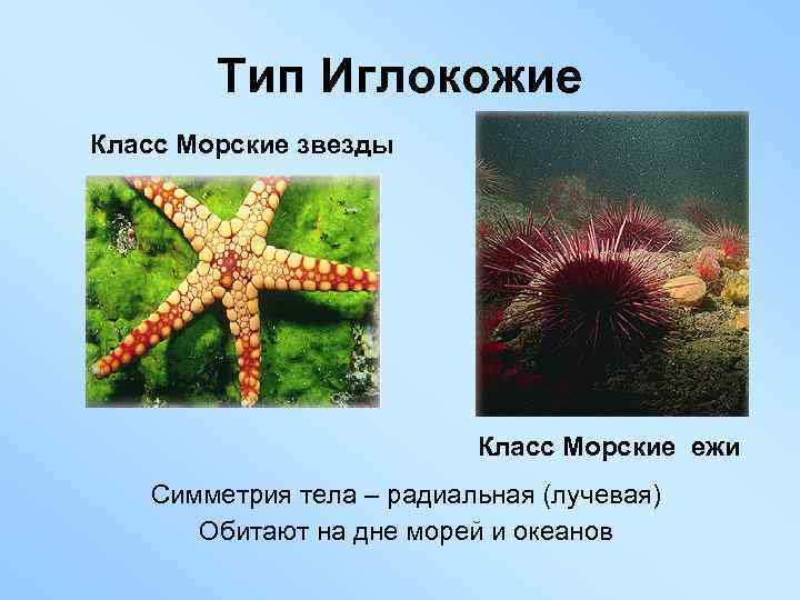 Тип Иглокожие Класс Морские звезды Класс Морские ежи Симметрия тела – радиальная (лучевая) Обитают