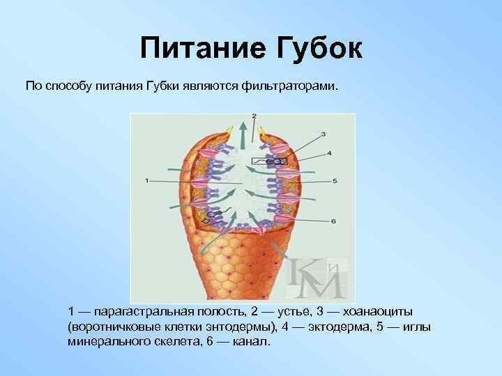 Питание Губок По способу питания Губки являются фильтраторами. 1 — парагастральная полость, 2 —