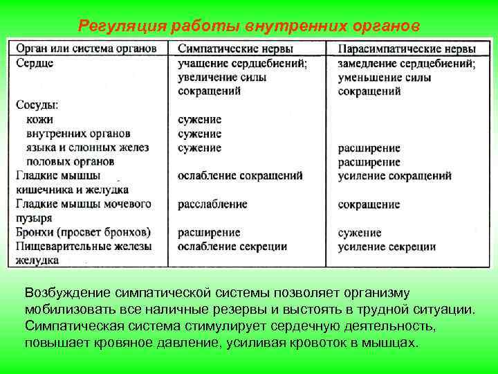 Регуляция работы внутренних органов Возбуждение симпатической системы позволяет организму мобилизовать все наличные резервы и
