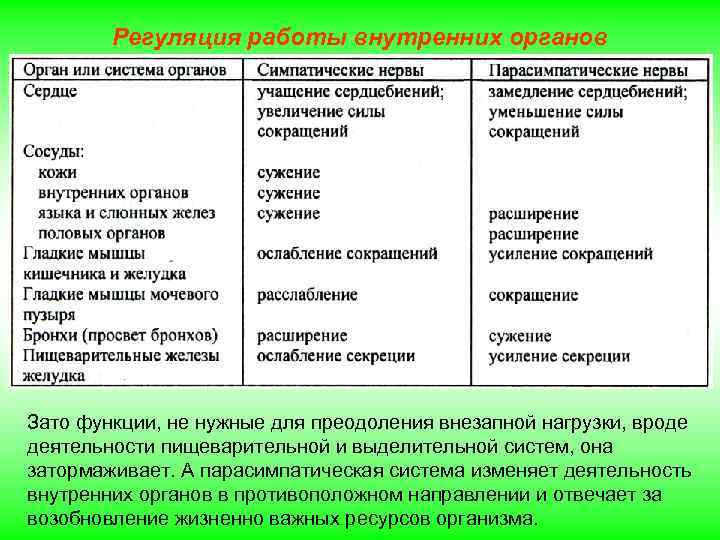 Регуляция работы внутренних органов Зато функции, не нужные для преодоления внезапной нагрузки, вроде деятельности