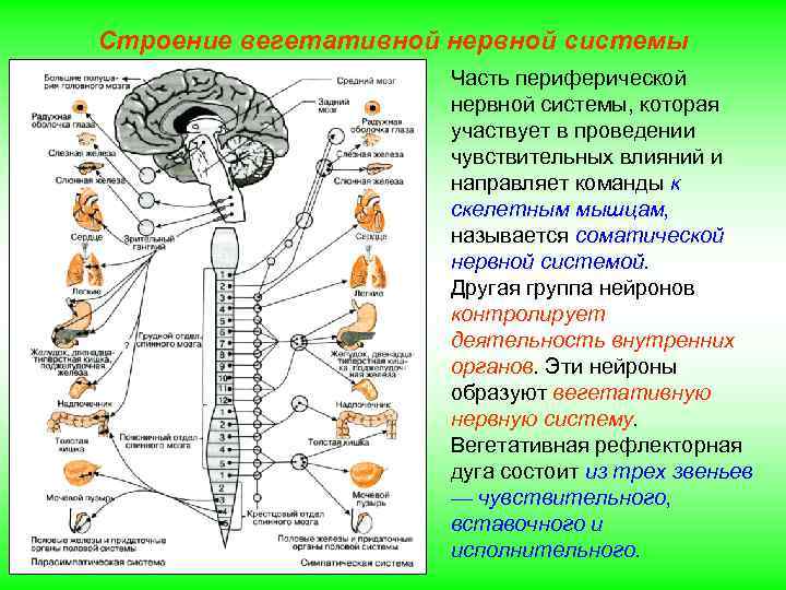 Строение вегетативной нервной системы Часть периферической нервной системы, которая участвует в проведении чувствительных влияний