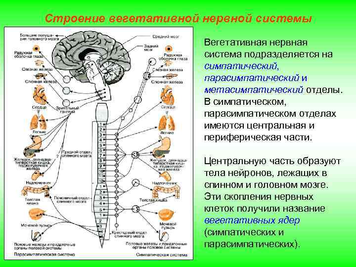 Строение вегетативной нервной системы Вегетативная нервная система подразделяется на симпатический, парасимпатический и метасимпатический отделы.