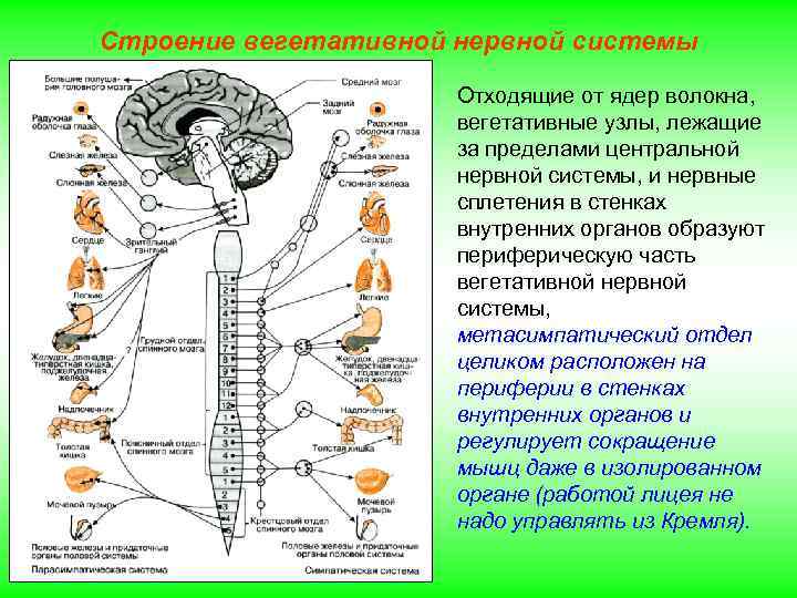 Строение вегетативной нервной системы Отходящие от ядер волокна, вегетативные узлы, лежащие за пределами центральной