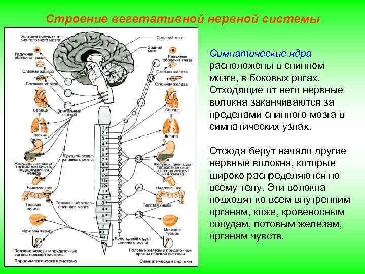 Строение вегетативной нервной системы Симпатические ядра расположены в спинном мозге, в боковых рогах. Отходящие
